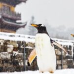 Penguins Explore Winter Wonderland at Nanjing City Wall