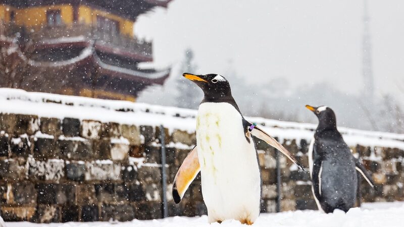 Penguins_Explore_Winter_Wonderland_at_Nanjing_City_Wall - Khabar Asia Penguins Explore Winter Wonderland at Nanjing City Wall