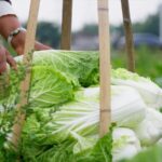 Pengzhou__China_s_Vegetable_Basket_Transforming_Agriculture_with_Innovation