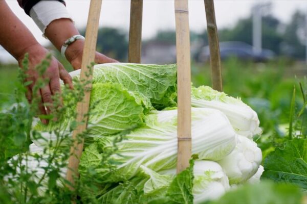 Pengzhou: China’s Vegetable Basket Transforming Agriculture with Innovation Pengzhou__China_s_Vegetable_Basket_Transforming_Agriculture_with_Innovation