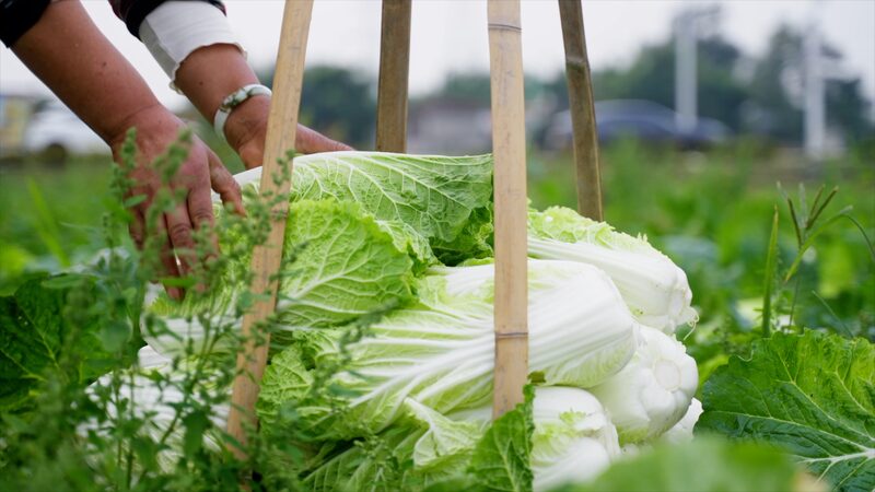 Pengzhou__China_s_Vegetable_Basket_Transforming_Agriculture_with_Innovation - Khabar Asia Pengzhou__China_s_Vegetable_Basket_Transforming_Agriculture_with_Innovation