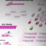 Peony Festivals: Blossoming Culture and Economy in China