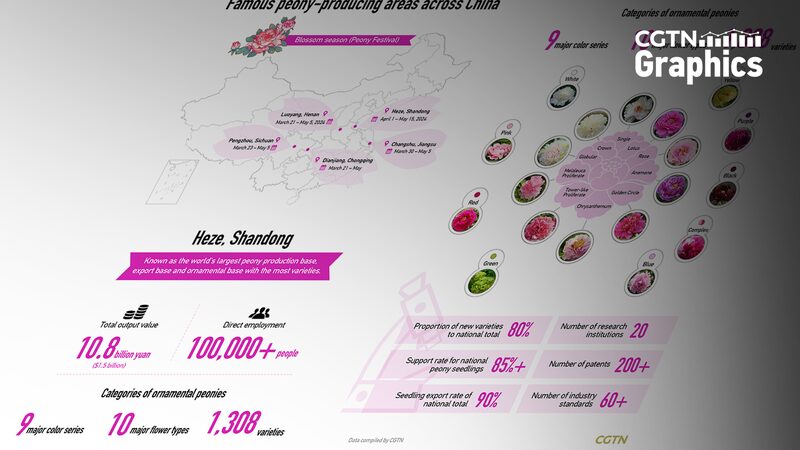 Peony_Festivals_Blossoming_Culture_and_Economy_in_China - Khabar Asia Peony Festivals: Blossoming Culture and Economy in China
