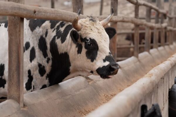 Peru_and_China_Expand_Free_Trade_Agreement_During_APEC_Leaders__Week video poster