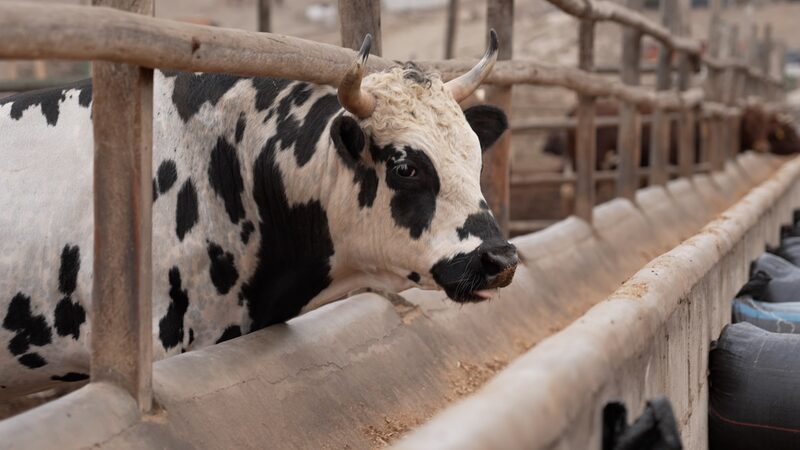 Peru_and_China_Expand_Free_Trade_Agreement_at_APEC_Leaders__Week video poster