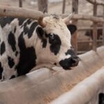 Peru_and_China_Strengthen_Free_Trade_Agreement_at_APEC_Leaders__Meeting video poster