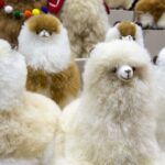 Peru_s_Alpaca_Exports_Surge_by_33__as_China_Leads_Demand