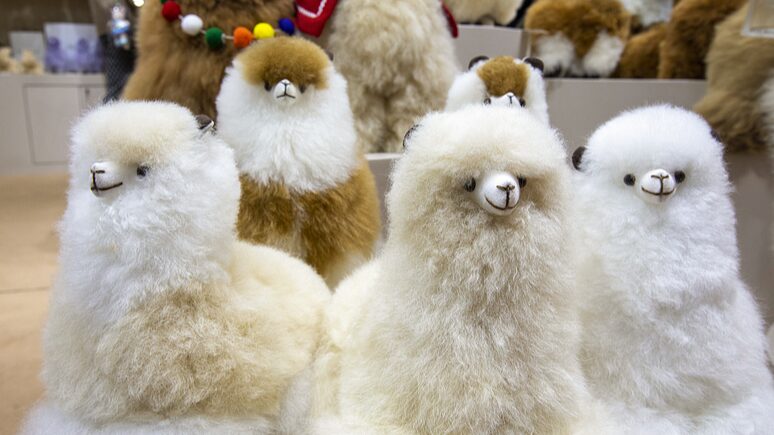 Peru_s_Alpaca_Exports_Surge_by_33__as_China_Leads_Demand - Khabar Asia Peru_s_Alpaca_Exports_Surge_by_33__as_China_Leads_Demand