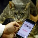 Pet Tech Revolution: How AI Apps Are Transforming Cat Care in Japan