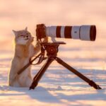 Photographer Captures Corsac Fox in Snowy Ergun, Inner Mongolia