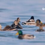 Photographer_Li_Dongming_Unveils_Tiaozini_Wetland_s_Rare_Avian_Wonders video poster