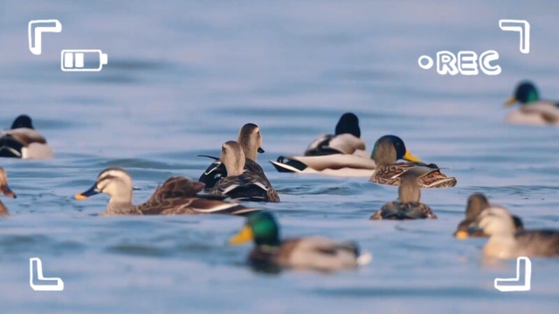 Photographer_Li_Dongming_Unveils_Tiaozini_Wetland_s_Rare_Avian_Wonders_poster - Khabar Asia Photographer_Li_Dongming_Unveils_Tiaozini_Wetland_s_Rare_Avian_Wonders video poster