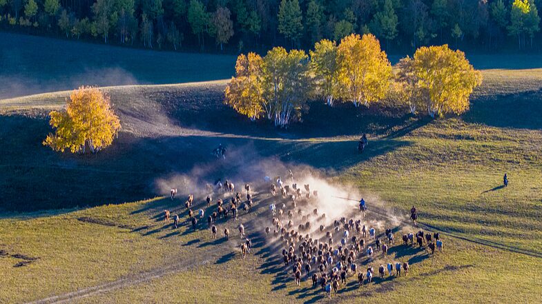 Photographers_Capture_Wild_Horses_Galloping_Across_Inner_Mongolia_s_Autumn_Grasslands - Khabar Asia Photographers_Capture_Wild_Horses_Galloping_Across_Inner_Mongolia_s_Autumn_Grasslands