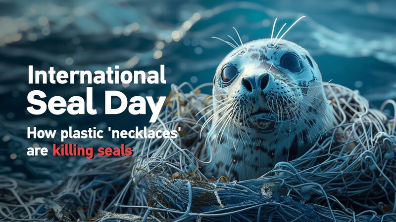 Plastic_Entanglement_Threatens_Seal_Populations_The_Rise_of_Necklace_Seals_poster - Khabar Asia Plastic Entanglement Threatens Seal Populations: The Rise of 'Necklace Seals' video poster