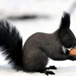 Playful_Squirrels_Bring_Joy_to_Shenyang_s_Beiling_Park