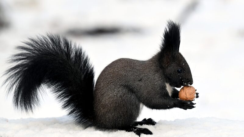 Playful_Squirrels_Bring_Joy_to_Shenyang_s_Beiling_Park