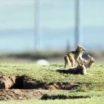 Playful Tibetan Fox Cubs Captured on Camera in China's Qinghai Province video poster