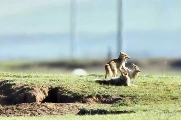 Playful Tibetan Fox Cubs Captured on Camera in China's Qinghai Province video poster