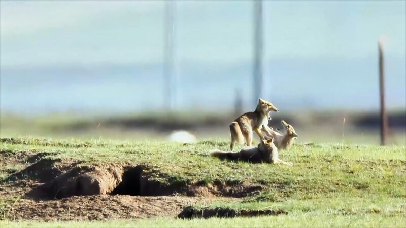Playful_Tibetan_Fox_Cubs_Captured_on_Camera_in_Chinas_Qinghai_Province_poster - Khabar Asia Playful Tibetan Fox Cubs Captured on Camera in China's Qinghai Province video poster