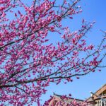 Plum Blossoms Illuminate Shuixi Ancient Town, Drawing Visitors to Guizhou
