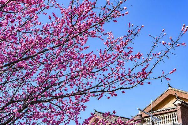 Plum Blossoms Illuminate Shuixi Ancient Town, Drawing Visitors to Guizhou Plum Blossoms Illuminate Shuixi Ancient Town, Drawing Visitors to Guizhou