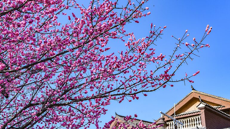 Plum Blossoms Illuminate Shuixi Ancient Town, Drawing Visitors to Guizhou