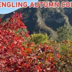 Pofengling_s_Red_Autumn_Leaves_Dazzle_Visitors_in_Beijing_s_Fangshan_District video poster