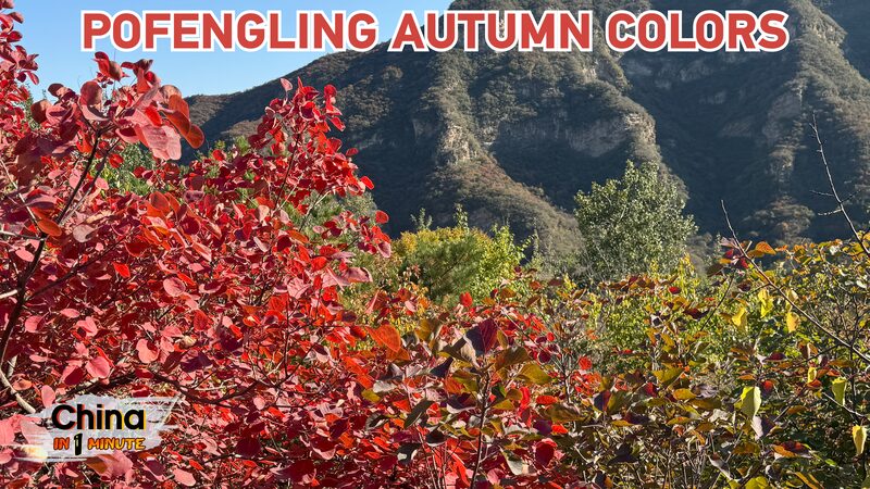 Pofengling_s_Red_Autumn_Leaves_Dazzle_Visitors_in_Beijing_s_Fangshan_District_poster - Khabar Asia Pofengling_s_Red_Autumn_Leaves_Dazzle_Visitors_in_Beijing_s_Fangshan_District video poster