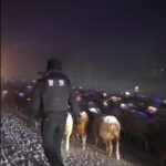 Police Rescue Stranded Herdsmen and Livestock Amid Xinjiang Snowstorms video poster