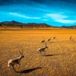 Pregnant Tibetan Antelopes Begin Annual Migration to Hoh Xil