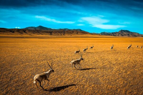 Pregnant Tibetan Antelopes Begin Annual Migration to Hoh Xil