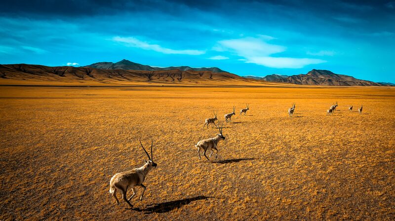 Pregnant_Tibetan_Antelopes_Begin_Annual_Migration_to_Hoh_Xil - Khabar Asia Pregnant Tibetan Antelopes Begin Annual Migration to Hoh Xil