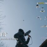 Preserving_Beijing_s_Unique_Soundscape__Artist_s_Quest_to_Save_Pigeon_Whistles video poster
