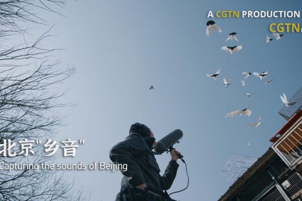 Preserving Beijing’s Unique Soundscape: Artist’s Quest to Save Pigeon Whistles Preserving_Beijing_s_Unique_Soundscape__Artist_s_Quest_to_Save_Pigeon_Whistles video poster