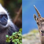 Preserving Biodiversity: China's Chongzuo White-Headed Langur Sanctuary