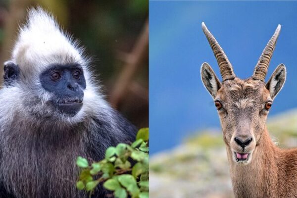 Preserving Biodiversity: China’s Chongzuo White-Headed Langur Sanctuary Preserving Biodiversity: China's Chongzuo White-Headed Langur Sanctuary