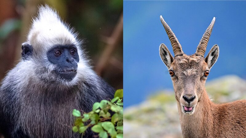 Preserving Biodiversity: China's Chongzuo White-Headed Langur Sanctuary