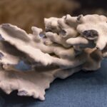 Preserving Blue Coral: Challenges and Conservation Efforts in Asia