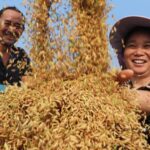 President_Xi_Extends_Greetings_for_Chinese_Farmers__Harvest_Festival