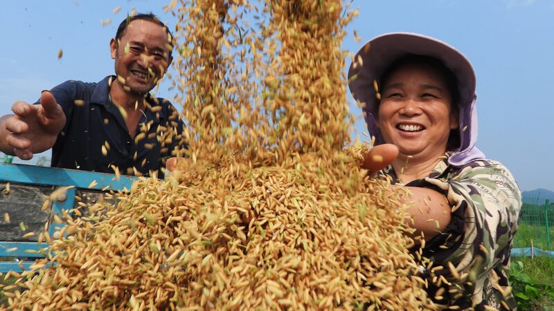 President_Xi_Extends_Greetings_for_Chinese_Farmers__Harvest_Festival - Khabar Asia President_Xi_Extends_Greetings_for_Chinese_Farmers__Harvest_Festival