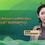 Princess Beaver's Wildlife Diary: Chu Wenwen's Mission to Save Xinjiang's Beavers video poster