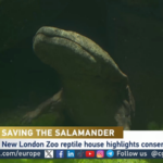 Professor Lew: The Chinese Giant Salamander Helping to Save Her Species video poster