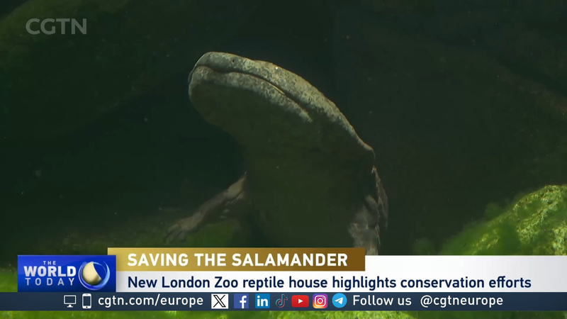 Professor Lew: The Chinese Giant Salamander Helping to Save Her Species video poster