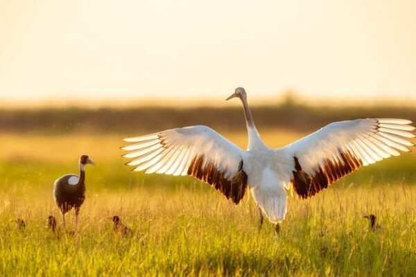 Protected Cranes Dance at Sunset in Daqing's Fields