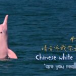 Protecting_China_s_White_Dolphins__A_Marine_Biologist_s_Mission video poster