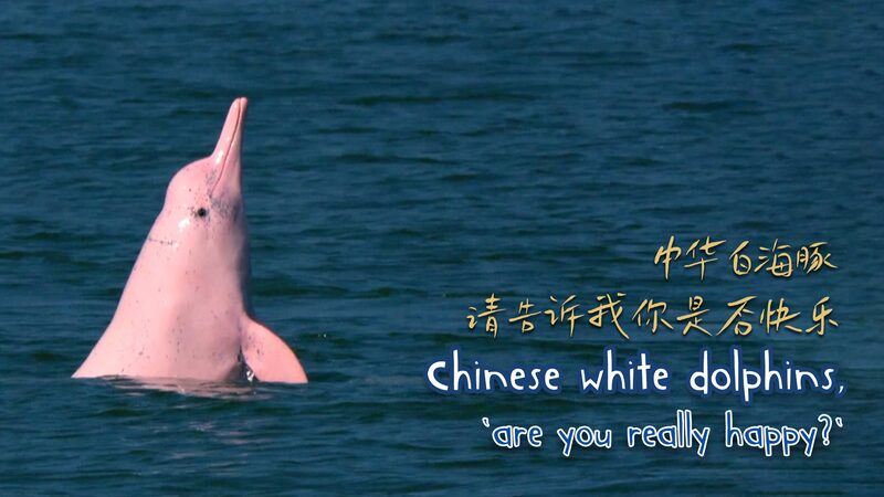 Protecting_China_s_White_Dolphins__A_Marine_Biologist_s_Mission_poster - Khabar Asia Protecting_China_s_White_Dolphins__A_Marine_Biologist_s_Mission video poster