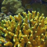 Protecting Scleractinia: The Key to Coral Reef Survival