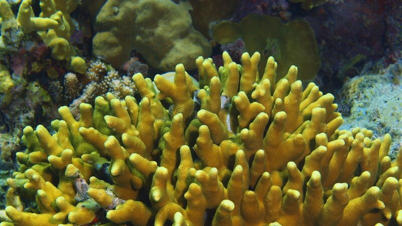 Protecting_Scleractinia_The_Key_to_Coral_Reef_Survival - Khabar Asia Protecting Scleractinia: The Key to Coral Reef Survival