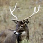 Protecting Thorold's Deer: Local Guardians of Chaqingsongduo Reserve video poster