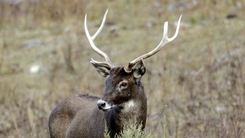 Protecting_Thorolds_Deer_Local_Guardians_of_Chaqingsongduo_Reserve_poster - Khabar Asia Protecting Thorold's Deer: Local Guardians of Chaqingsongduo Reserve video poster